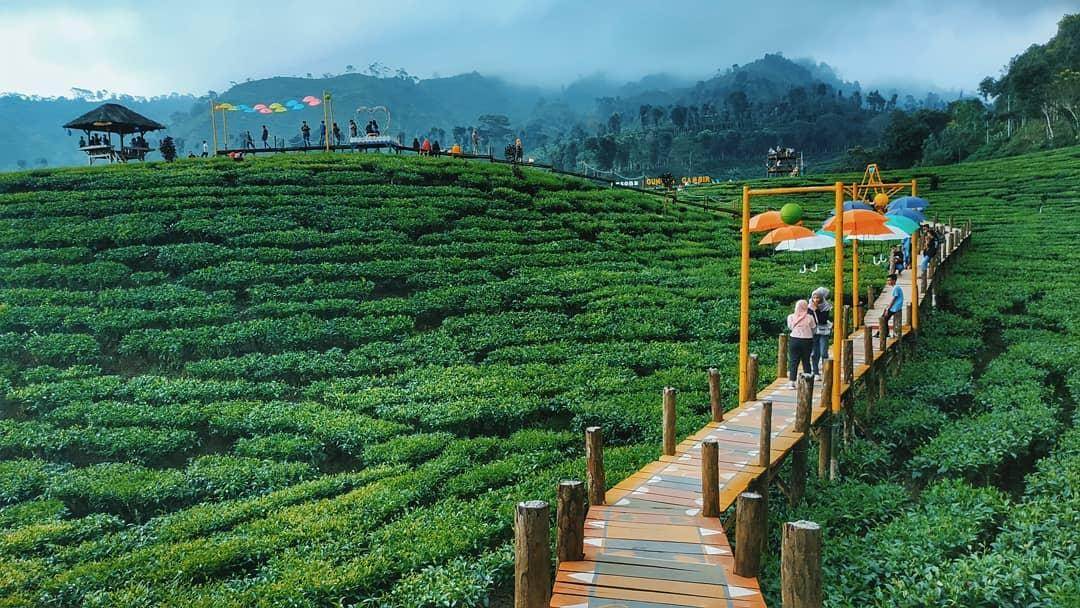 Daya Tarik Utama Kebun Teh Gunung Gambir