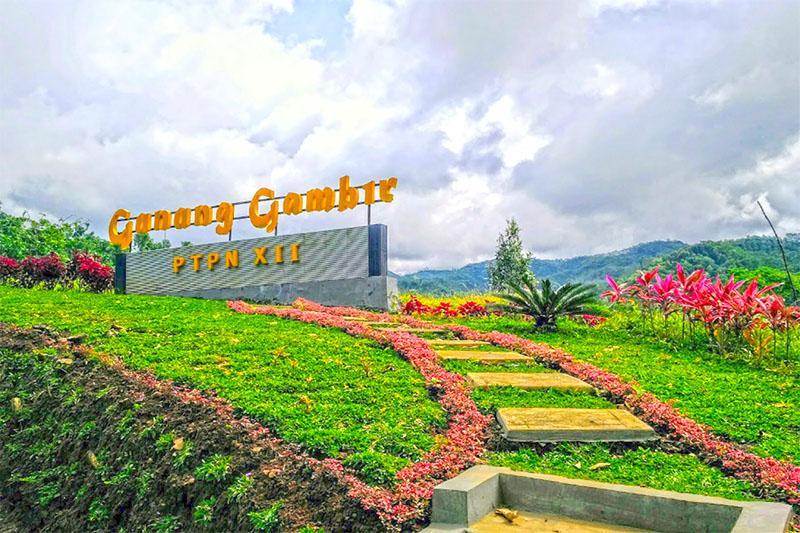 Kebun Teh Gunung Gambir: Wisata Alam di Lereng Argopuro