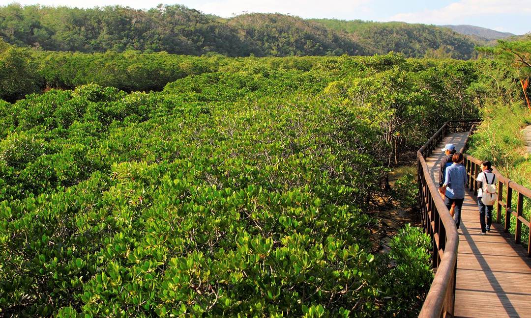 Hutan Yanbaru, Wisata Alam Subtropis di Okinawa