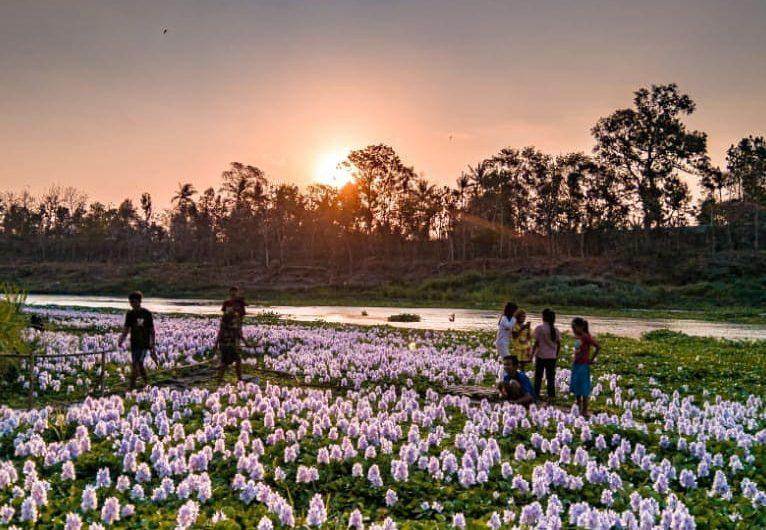 Kalinampu Natural Park: Taman Bunga Ala Jepang di Bantul