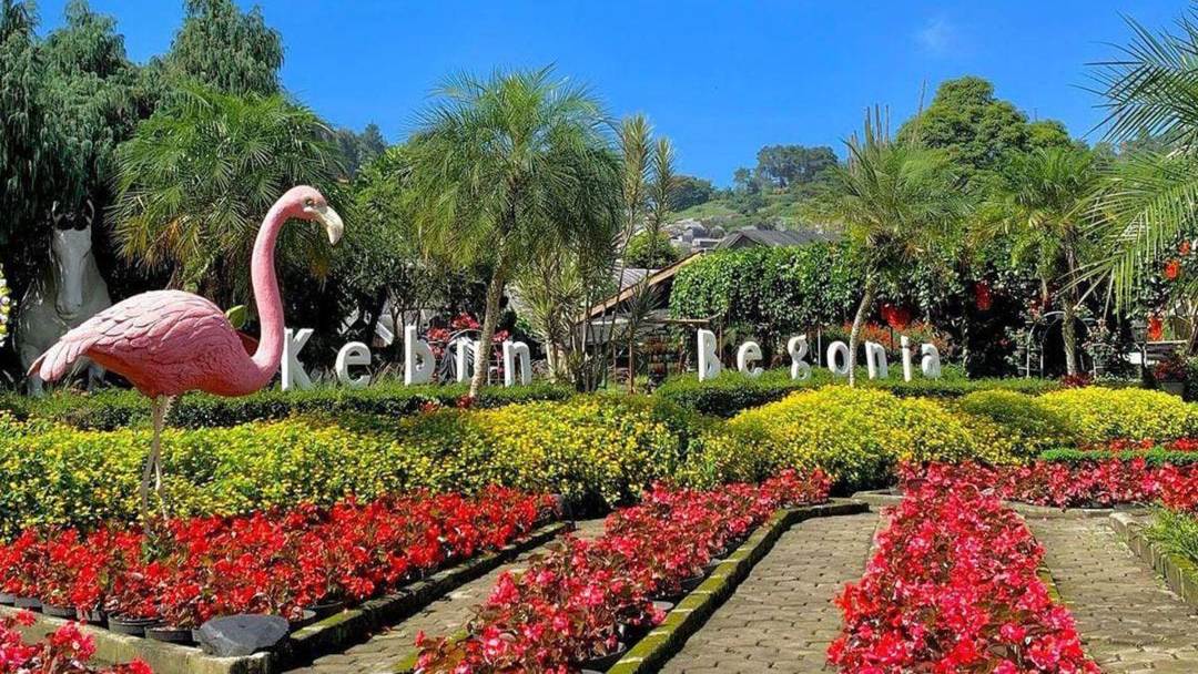 Kebun Begonia Lembang: Wisata Bunga dan Alam di Bandung