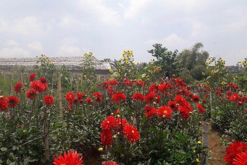 Grace Rose Farm Lembang: Wisata Bunga di Bandung