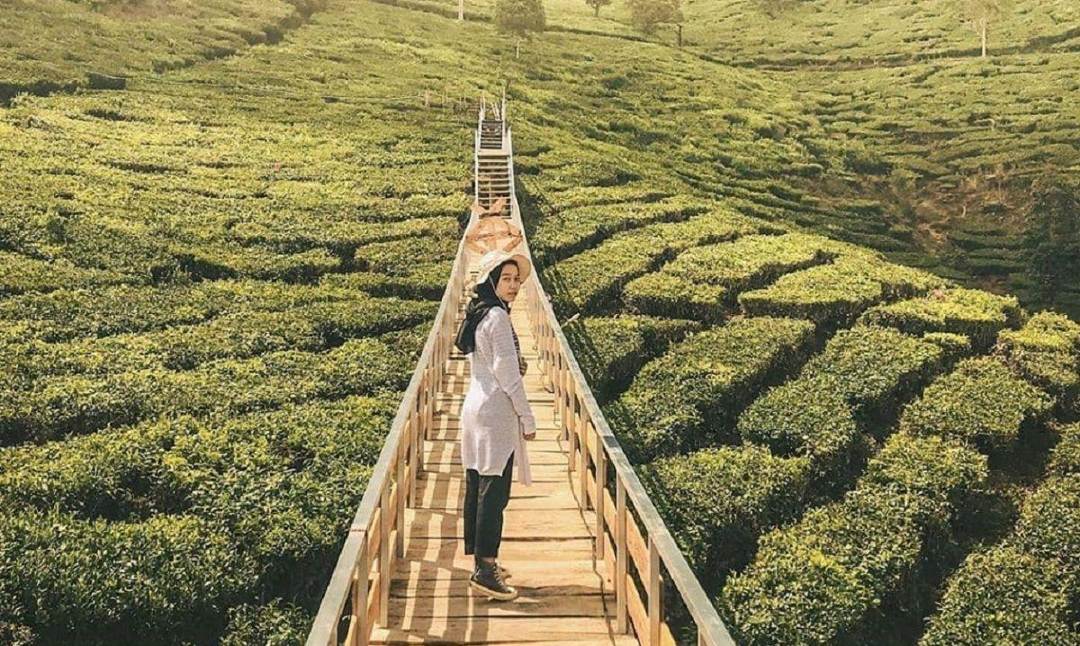 Daya Tarik Utama di Bukit Jamur