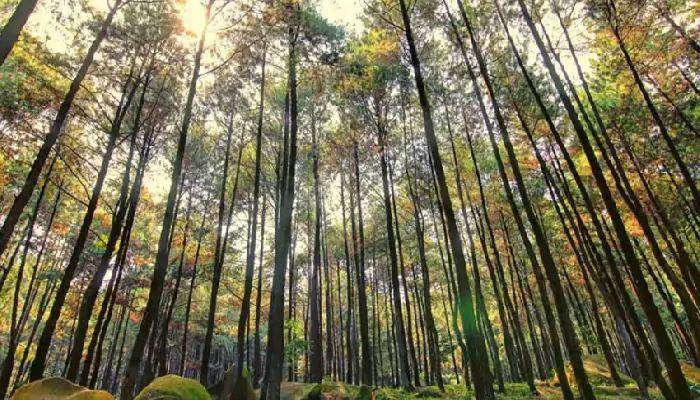 Daya Tarik Hutan Pinus Tiamo