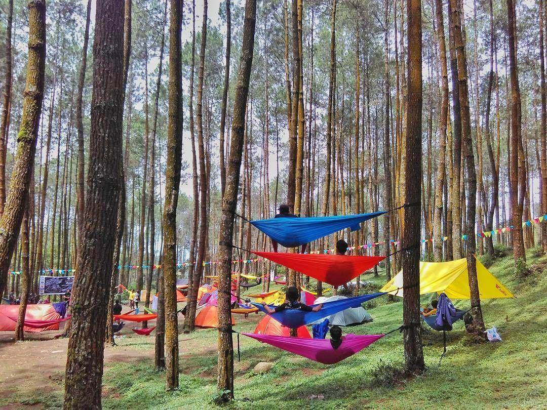 Hutan Pinus Tiamo: Harga Tiket, Daya Tarik, Jam Buka