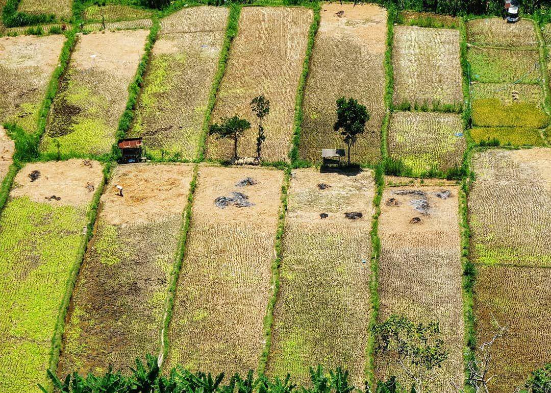 Lembah Pantunan: Wisata Alam dengan Panorama Sawah di Bali ( wayan_darmaja Instagram)