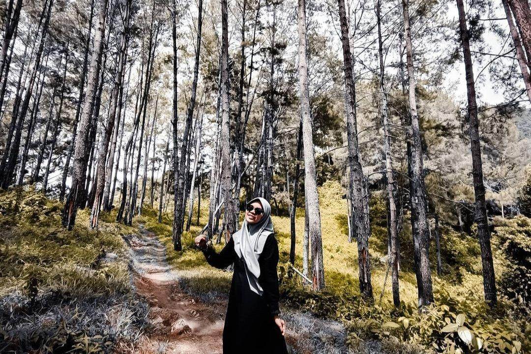 Hutan Pinus Glagalinggah: Wisata Alam di Kintamani ( its_nrh Instagram)