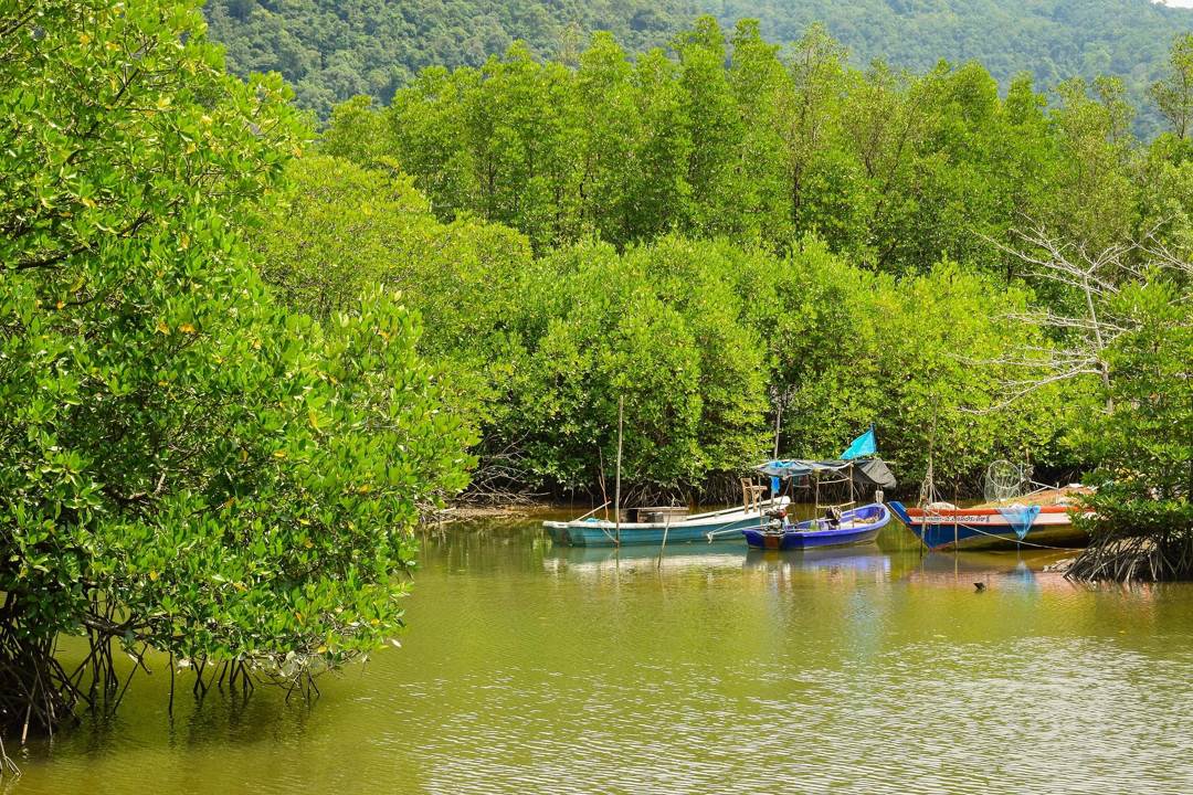 Mangrove Kasih Sayang: Harga Tiket, Daya Tarik, Fasilitas (Star Glam Cirebon)