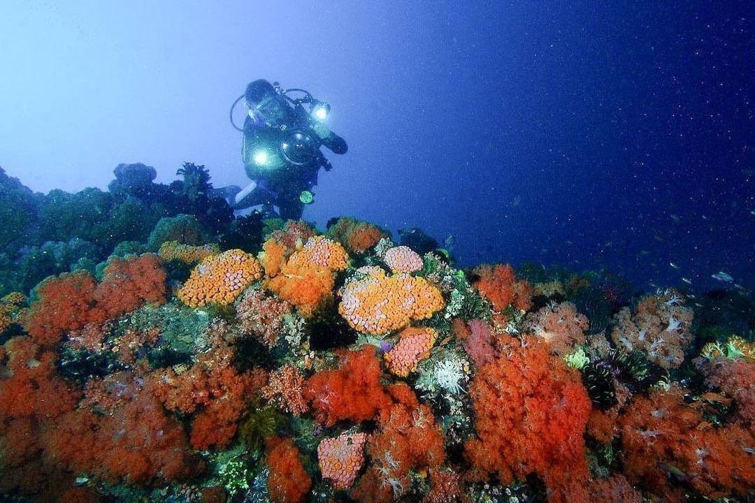 Daya Tarik Utama Teluk Belongas ( wonderfulindonesia Instagram)