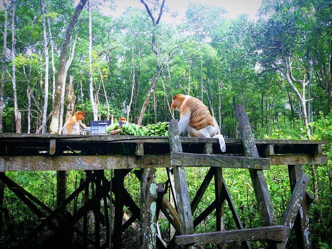 Kawasan Konservasi Mangrove dan Bekantan ( hizkia_aja Instagram)