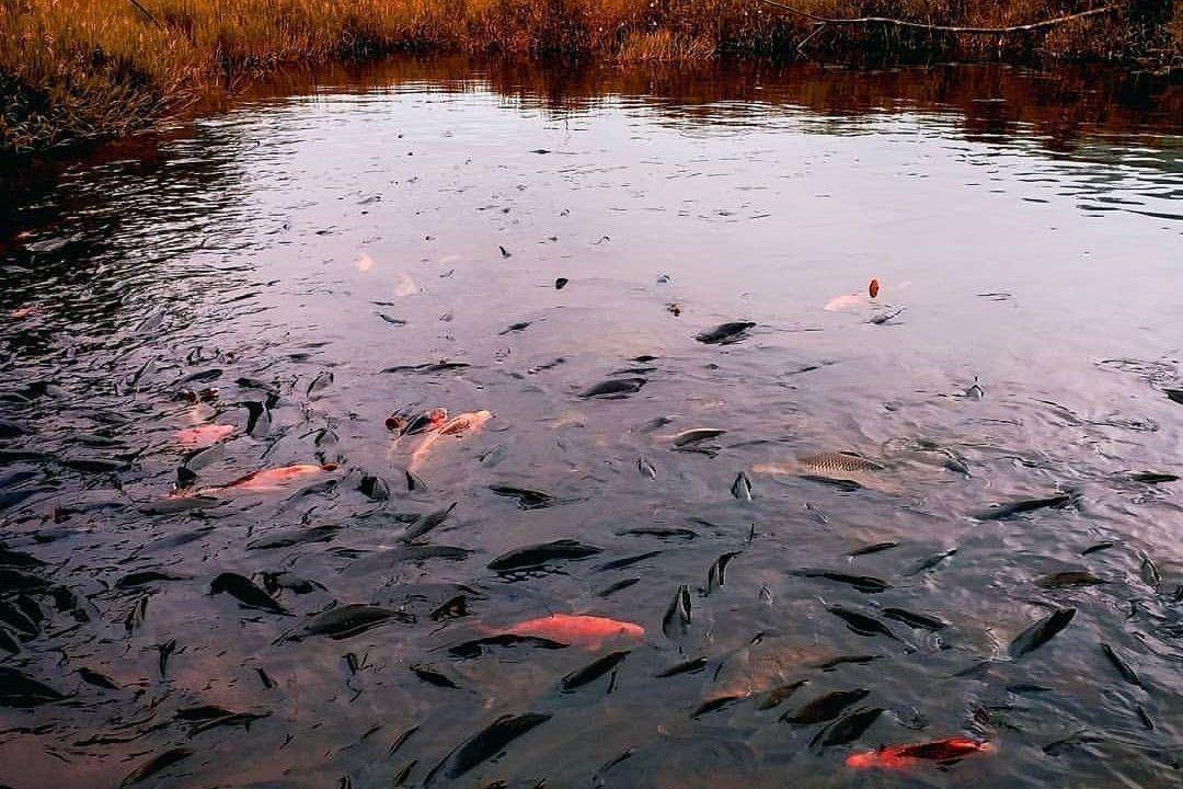 Telaga Ranjeng: Wisata Alam di Kaki Gunung Slamet ( yusronjanusep Instagram)