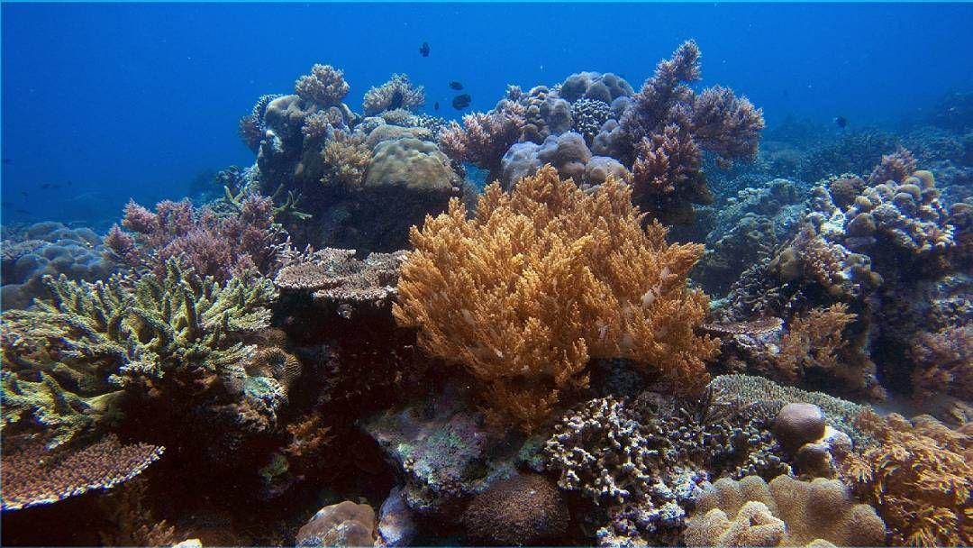 Daya Tarik Pulau Kera ( pritta_damanik  Instagram)