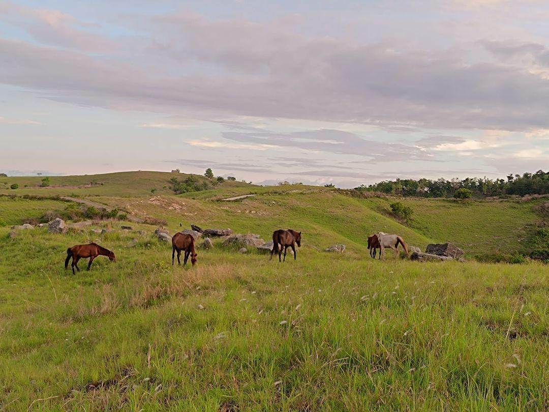 Bukit Lendongara Sumba: Harga Tiket, Daya Tarik, Jam Buka ( alfons_pingge Instagram)