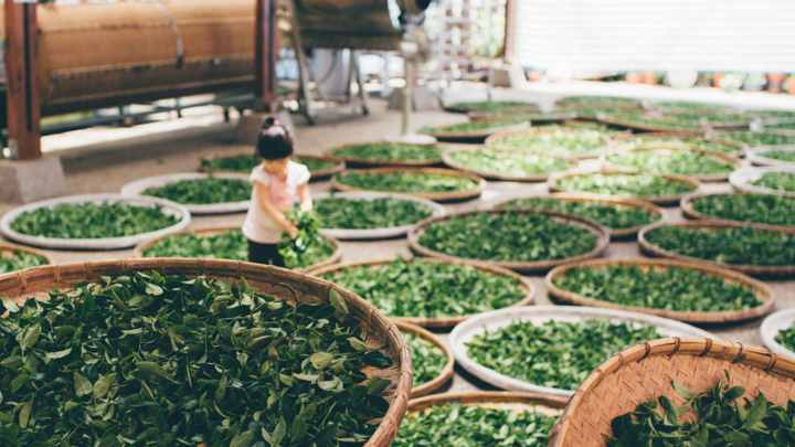 Tea leaves in the drying process / 