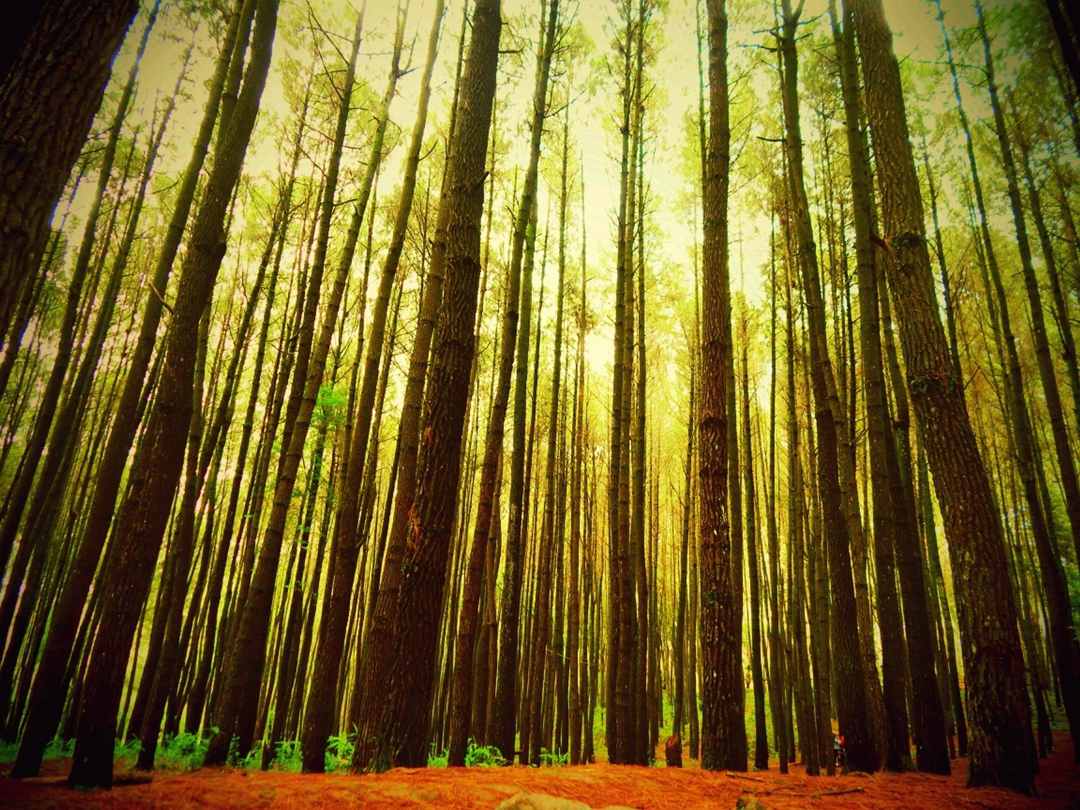 Thousands of pine trees towering as result of land reforestation / readersblog.mongabay.co.id