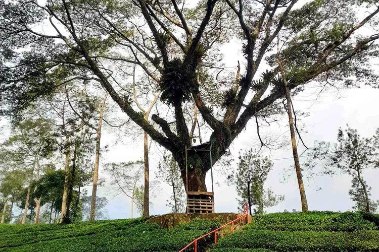 Rumah Peri Wonosobo: Pohon Akasia Raksasa di Perkebunan Teh Tambi