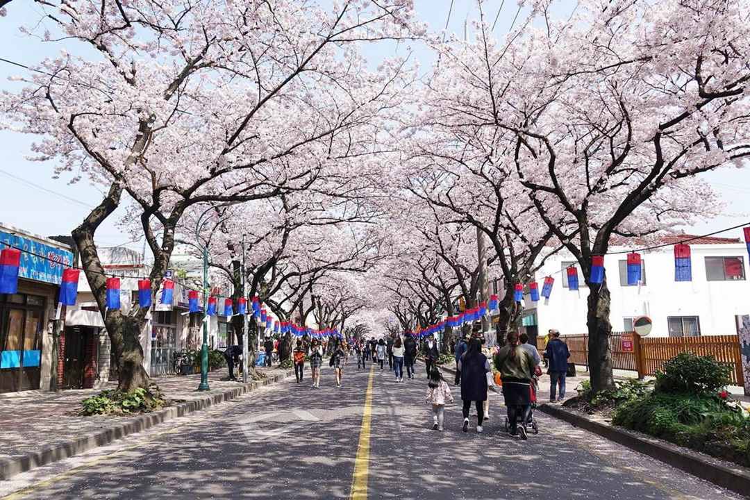 Suasana bunga sakura di Jeju / visitjeju.net