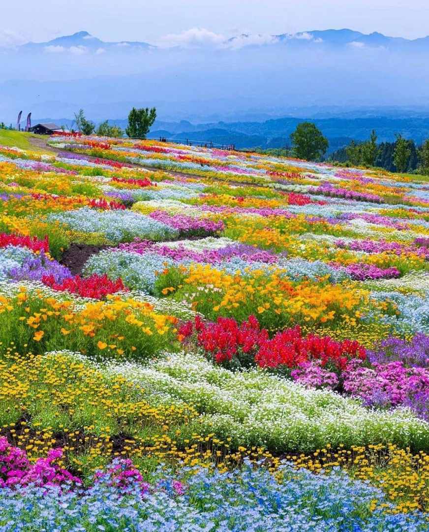 Warna-warni Taman Bunga Kuju (by u/sushicat100en)