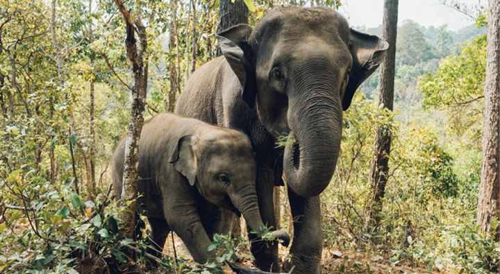 Elephant conservation in Chiang Rai