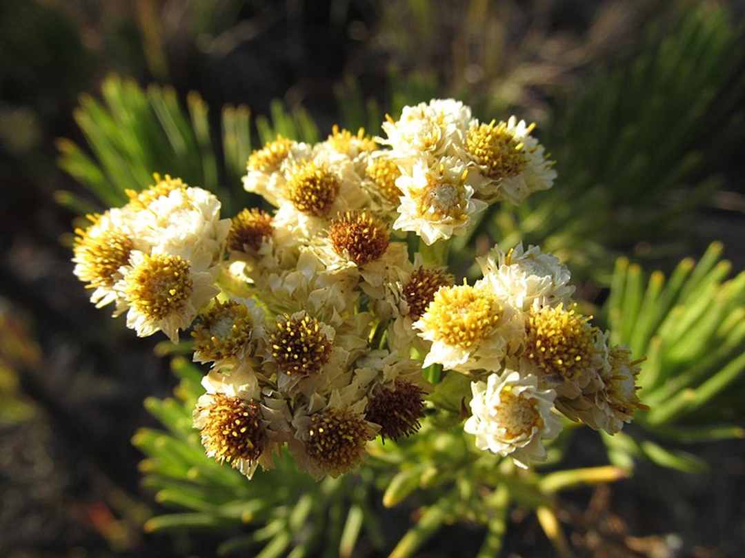 Javanese edelweiss or Eternal Flower, flowers can bloom for 10 years / wikipedia