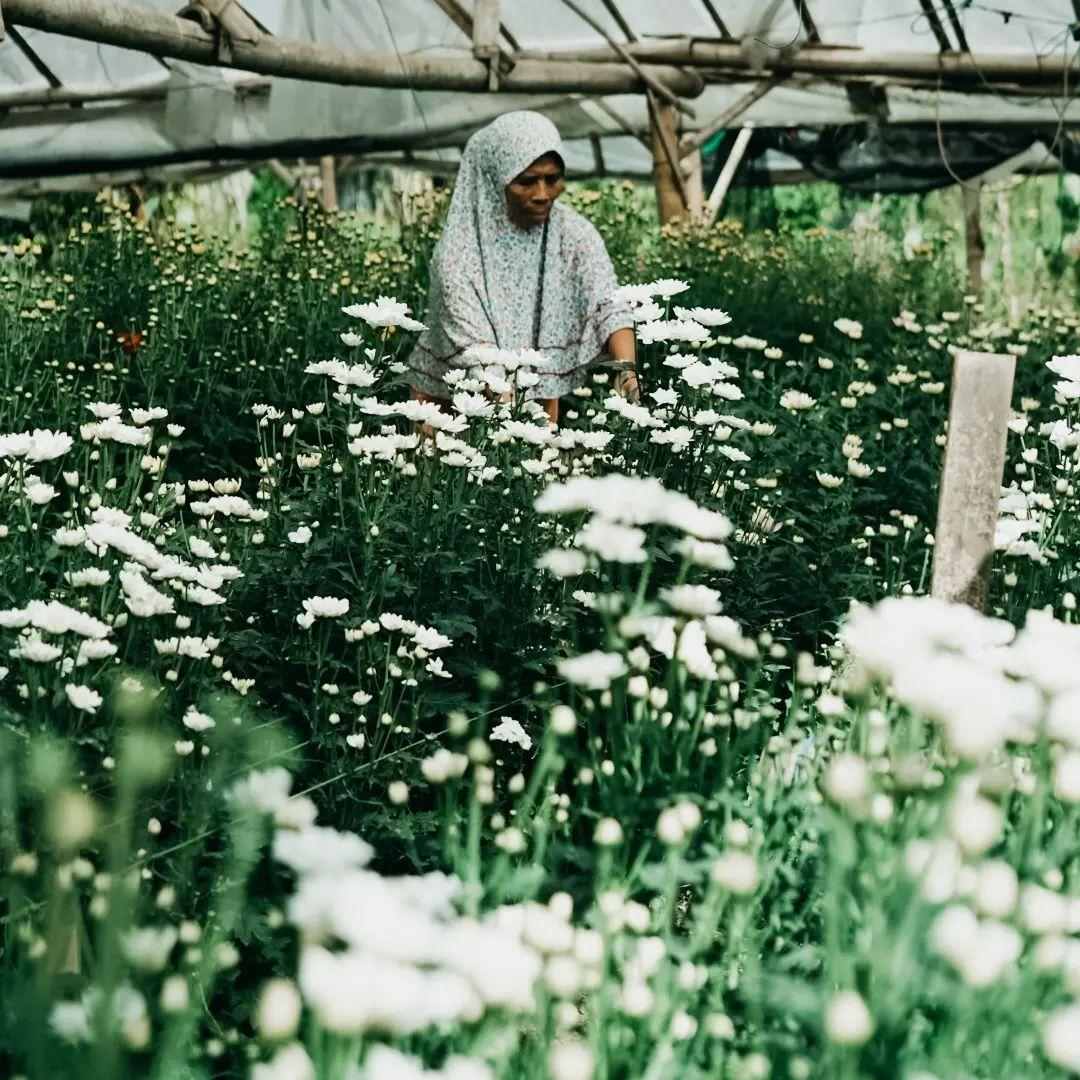 Kebun Bunga