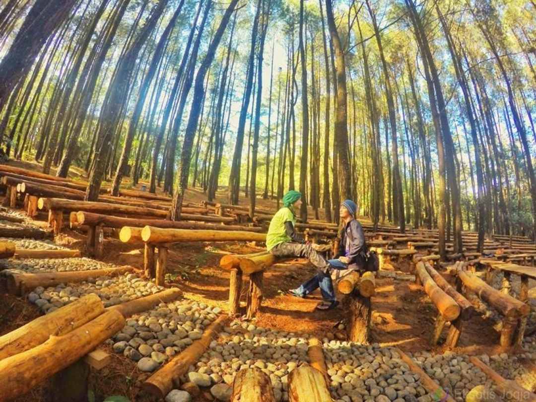 Stage Area, Hutan Pinus Mangunan / viewjogja.com