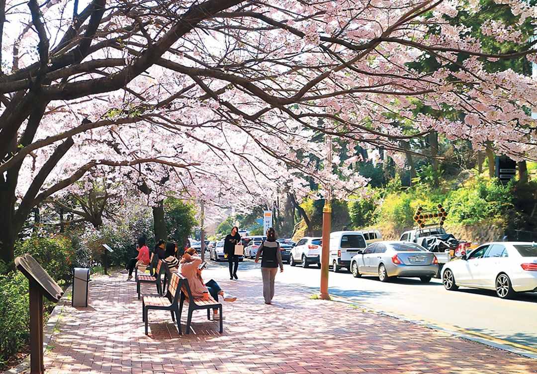 Bunga sakura di jalanan Busan / hapskorea.com