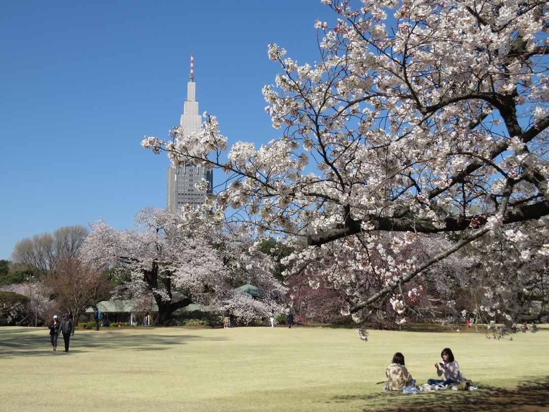 Shinjuku Gyoen / Travel Japan