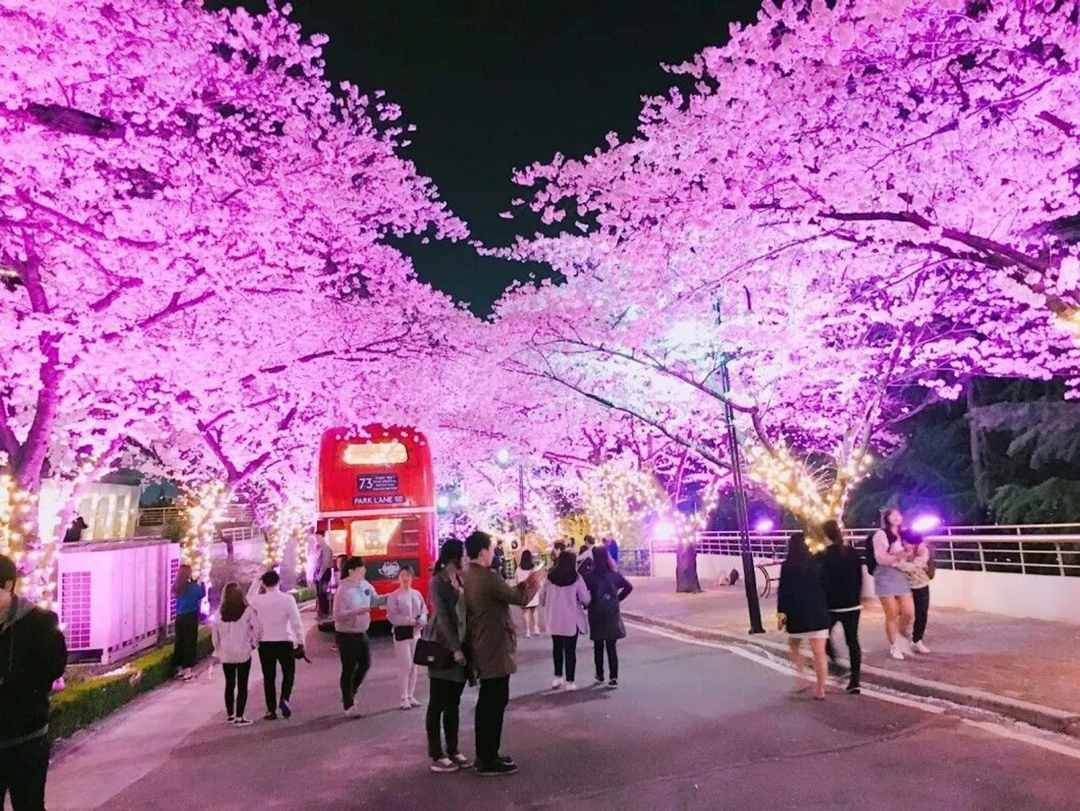 Cherry Blossom Daegu E-World