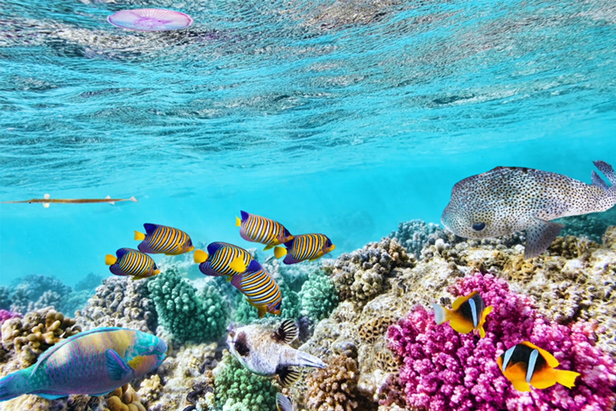 Great Barrier Reef: Ajaibnya Terumbu Karang Warisan Dunia UNESCO di  Australia
