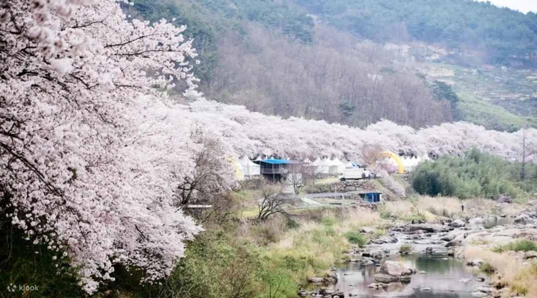 Suasana bunga sakura di Jeonju / klook